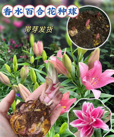 小众送妈妈的花有哪些花