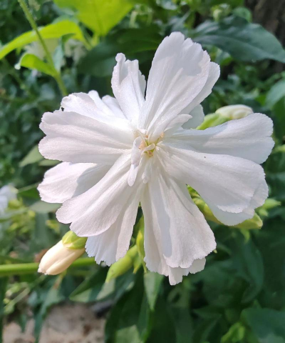 小众送妈妈的花有哪些花