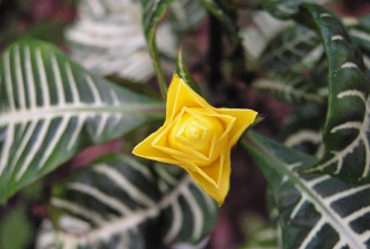 小众送妈妈的花有哪些花