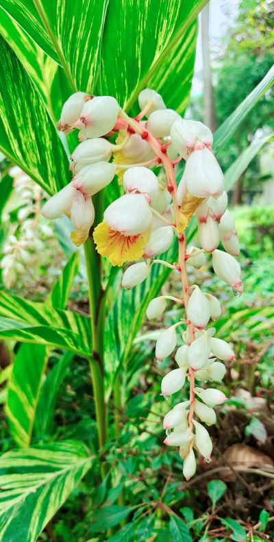 小众送妈妈的花有哪些花