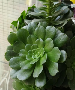 莲花掌 莲花掌百科