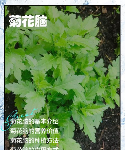 菊花脑 菊花脑百科