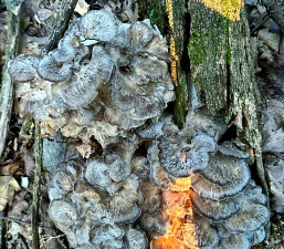 灰树花 灰树花百科