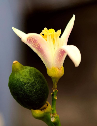 柠檬花 柠檬花百科