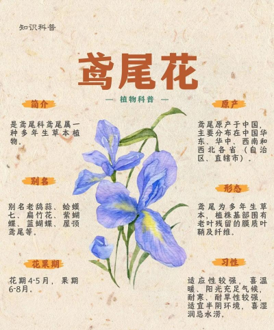 鸢尾花 鸢尾花百科