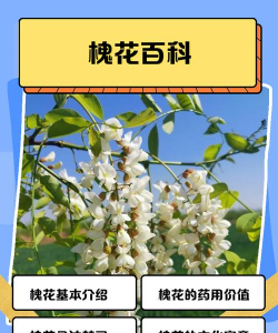 槐花 槐花百科