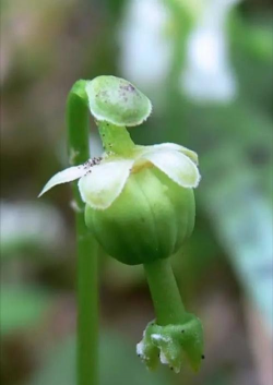 小众送妈妈的花有哪些花