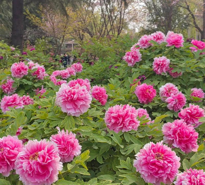 小众送妈妈的花有哪些花