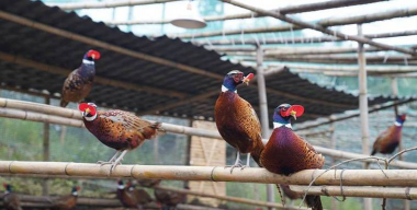 小众送妈妈的花有哪些花