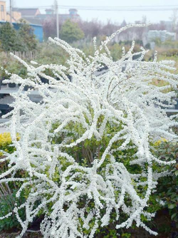 喷雪花 喷雪花百科