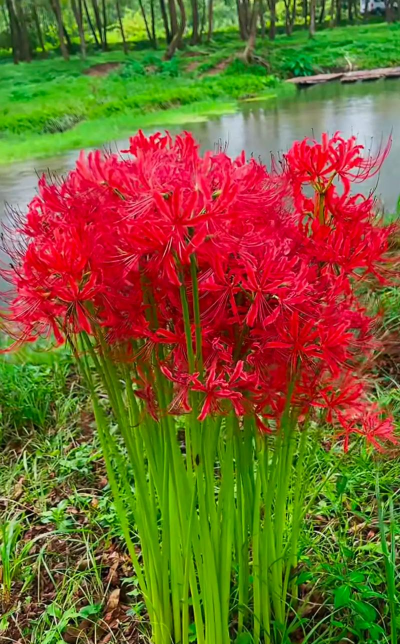 石蒜花 石蒜花百科