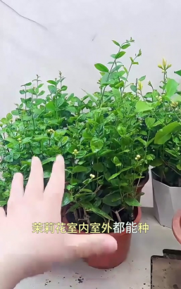 小众送妈妈的花有哪些花