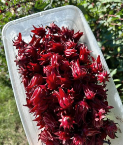 小众送妈妈的花有哪些花