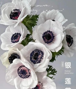 银莲花 银莲花百科