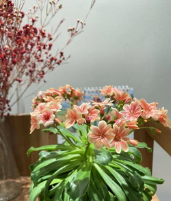 小众送妈妈的花有哪些花