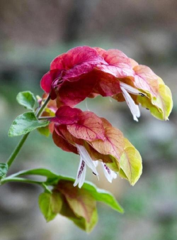 小众送妈妈的花有哪些花