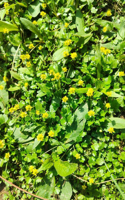 小众送妈妈的花有哪些花