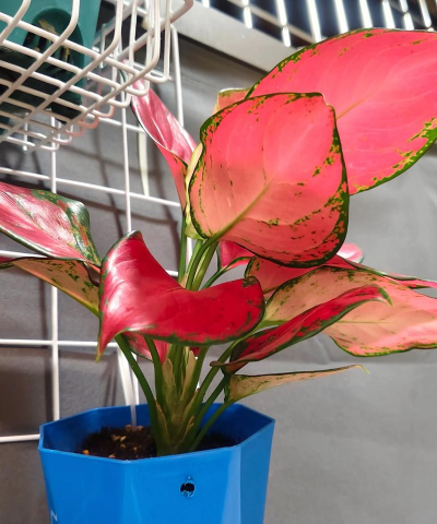 小众送妈妈的花有哪些花