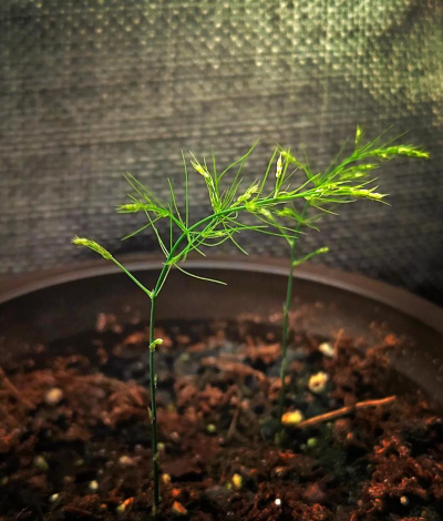 小众送妈妈的花有哪些花