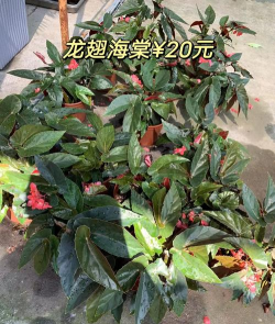 小众送妈妈的花有哪些花