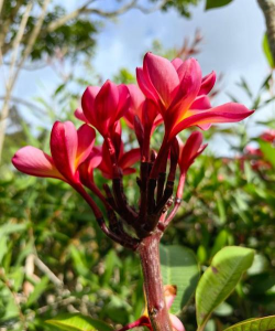 小众送妈妈的花有哪些花