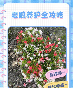 夏鹃的养殖方法及注意事项