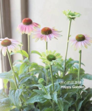 小众送妈妈的花有哪些花