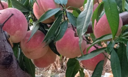 沂蒙霜红桃简介