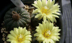 小众送妈妈的花有哪些花