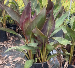 小众送妈妈的花有哪些花