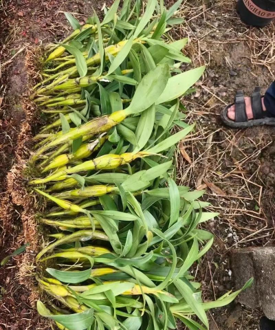 小众送妈妈的花有哪些花