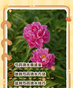 小众送妈妈的花有哪些花