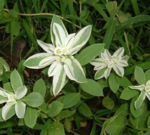 小众送妈妈的花有哪些花