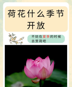 荷花在什么季节开放，荷花花期