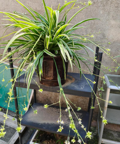 小众送妈妈的花有哪些花