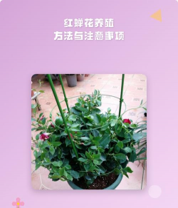 小众送妈妈的花有哪些花