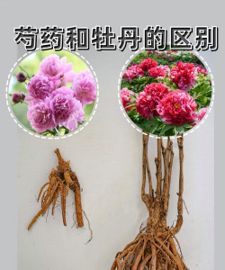 小众送妈妈的花有哪些花