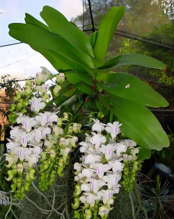 小众送妈妈的花有哪些花