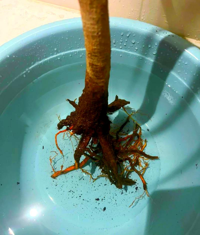 小众送妈妈的花有哪些花