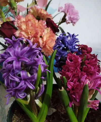 小众送妈妈的花有哪些花