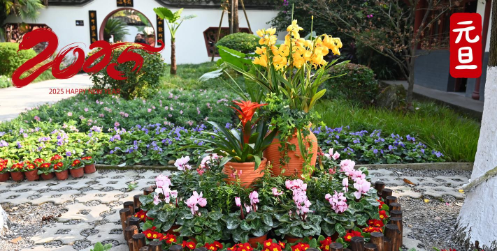 小众送妈妈的花有哪些花