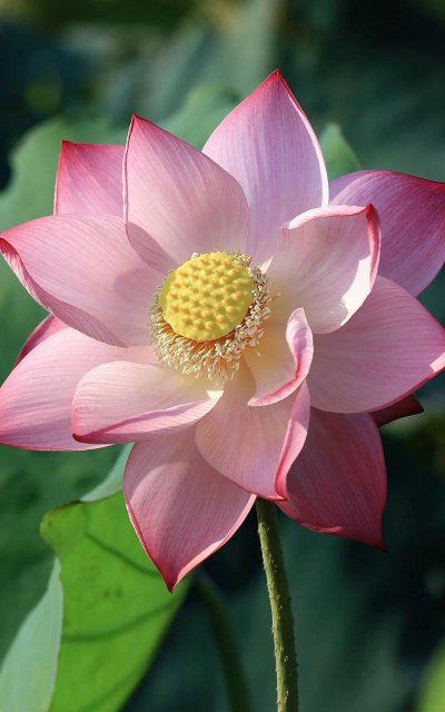 小众送妈妈的花有哪些花