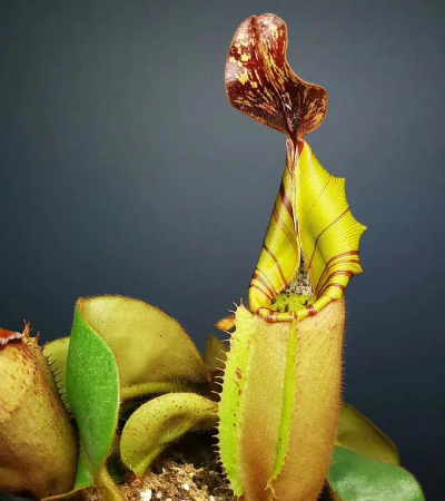 小众送妈妈的花有哪些花