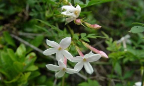 小众送妈妈的花有哪些花