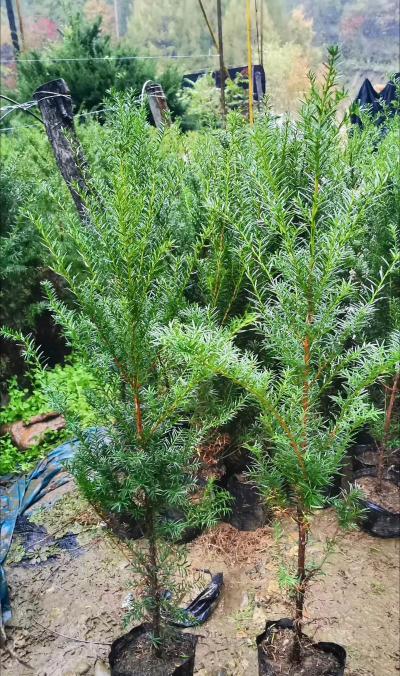 小众送妈妈的花有哪些花