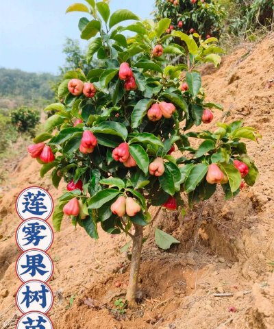 小众送妈妈的花有哪些花