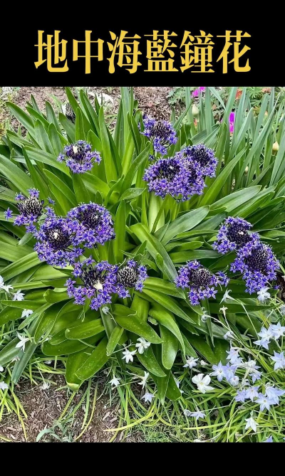 小众送妈妈的花有哪些花