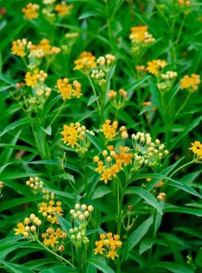 小众送妈妈的花有哪些花