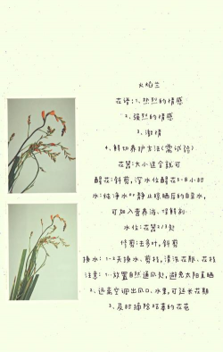 小众送妈妈的花有哪些花