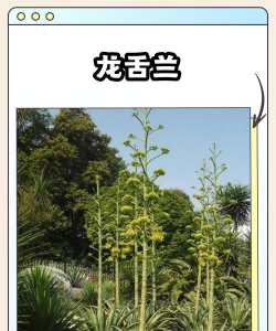 小众送妈妈的花有哪些花